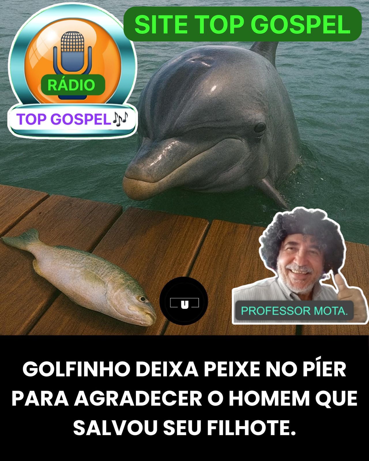 Golfinho demonstra gratidão ao homem que salvar seu filho.Na Trilha da Notícia.