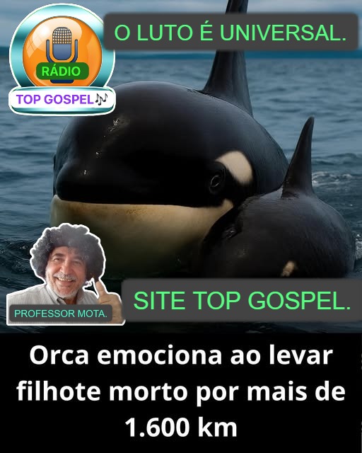 Baleia Orca se recusa soltar o seu filho depois de morto. O luto é Universal