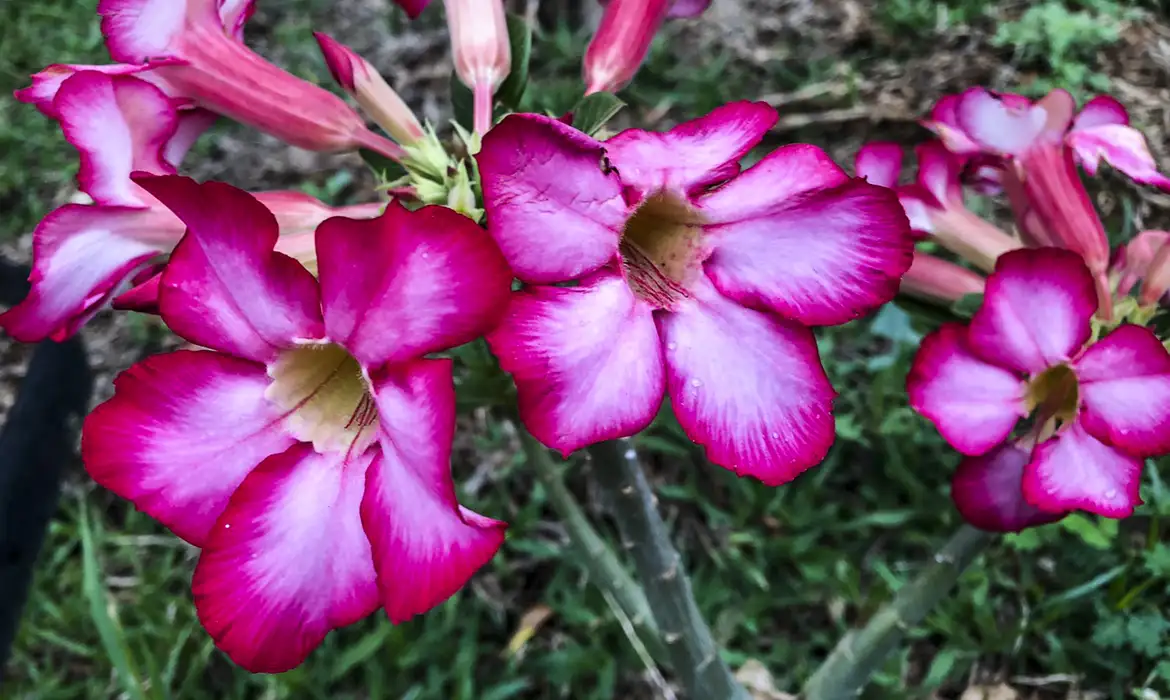 Hoje é Dia: início da primavera e datas ligadas à saúde são destaques