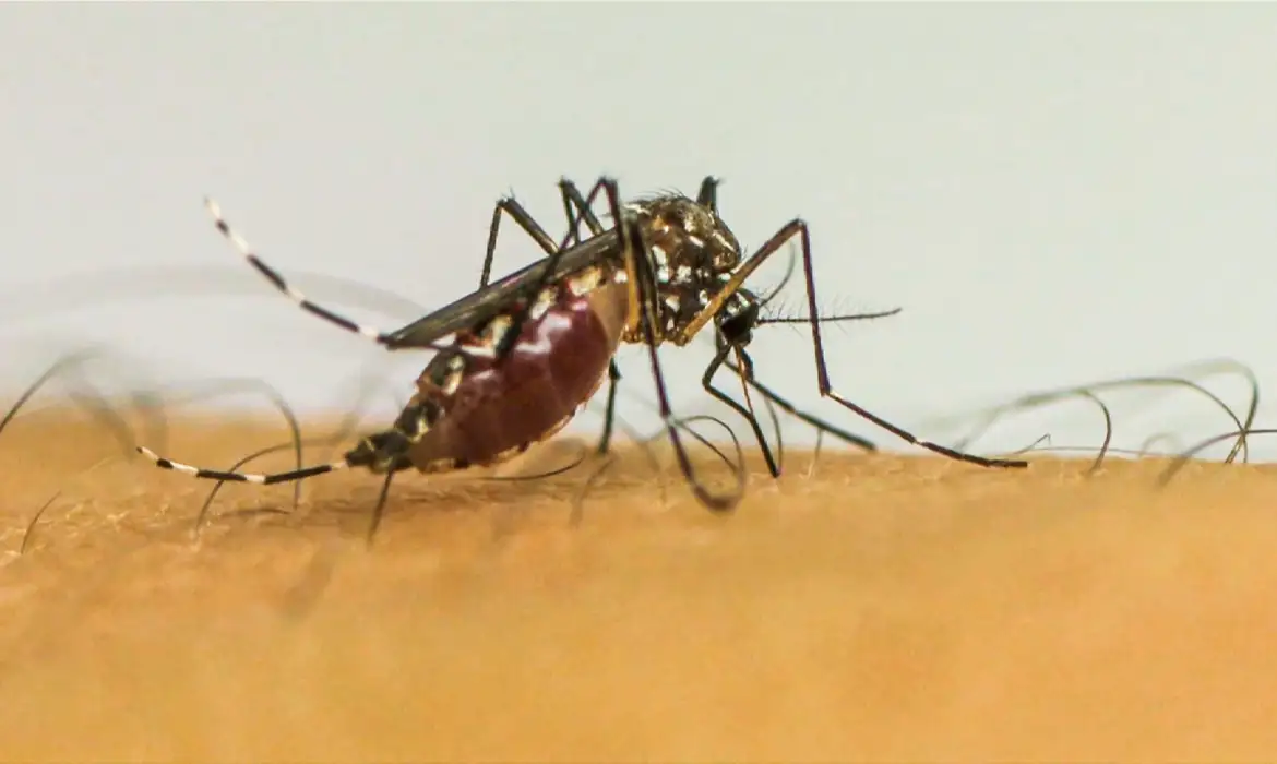 Infecções por Aedes aegypti elevam risco de complicações no parto