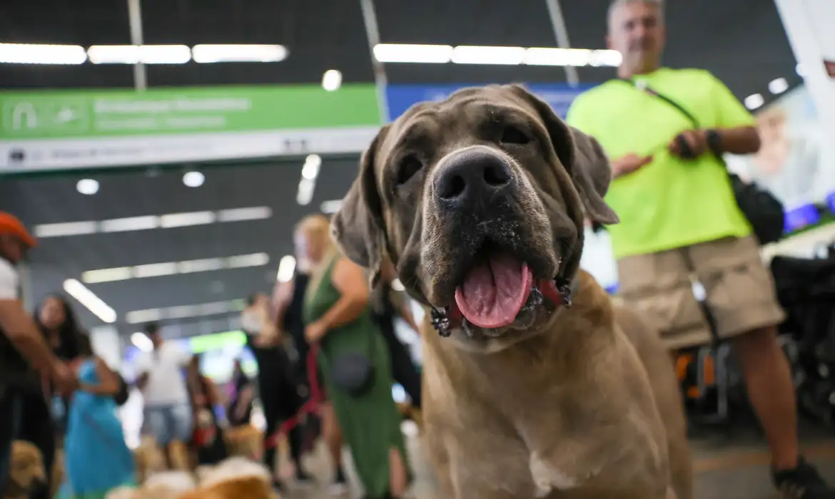 STF suspende lei sobre transporte aéreo de animais de apoio emocional