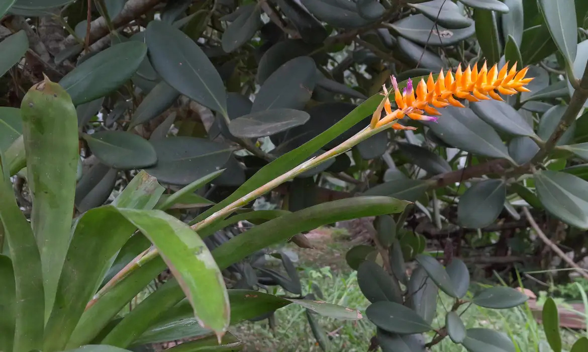OAB Barro Preto - Espécie nova de bromélia floresce no Jardim Botânico do Rio