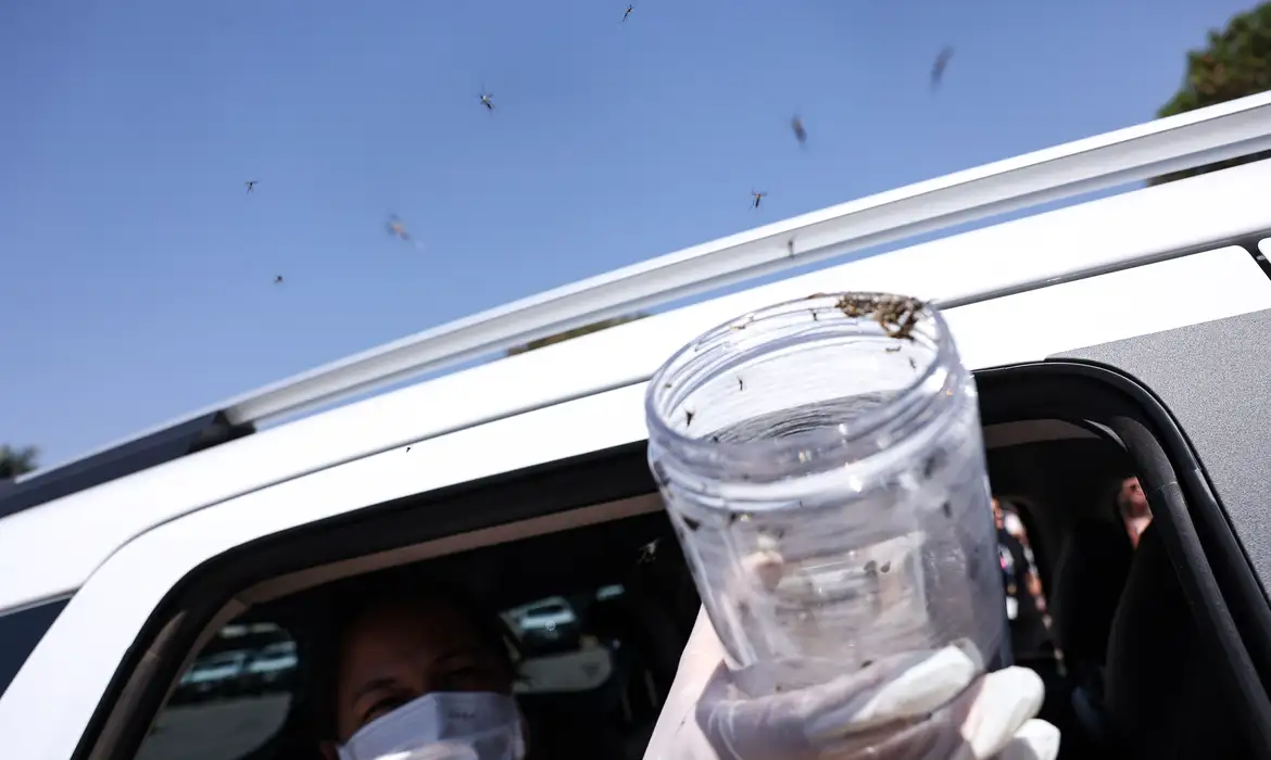 OAB Barro Preto - Saúde libera mosquitos estéreis para frear reprodução do Aedes