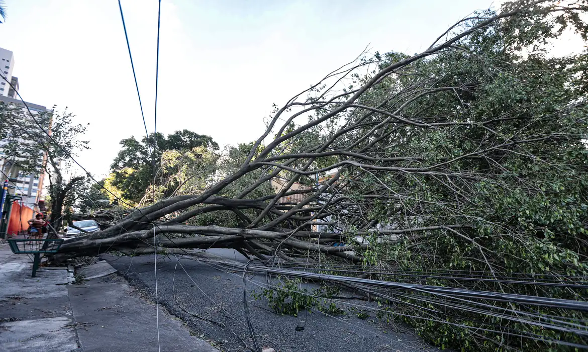 OAB Barro Preto - Queda de árvore provoca morte em Guarulhos, diz Defesa Civil
