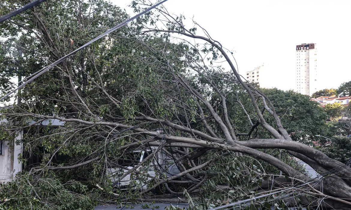 OAB Barro Preto - Defesa Civil de SP recebe 514 chamados por quedas de árvores