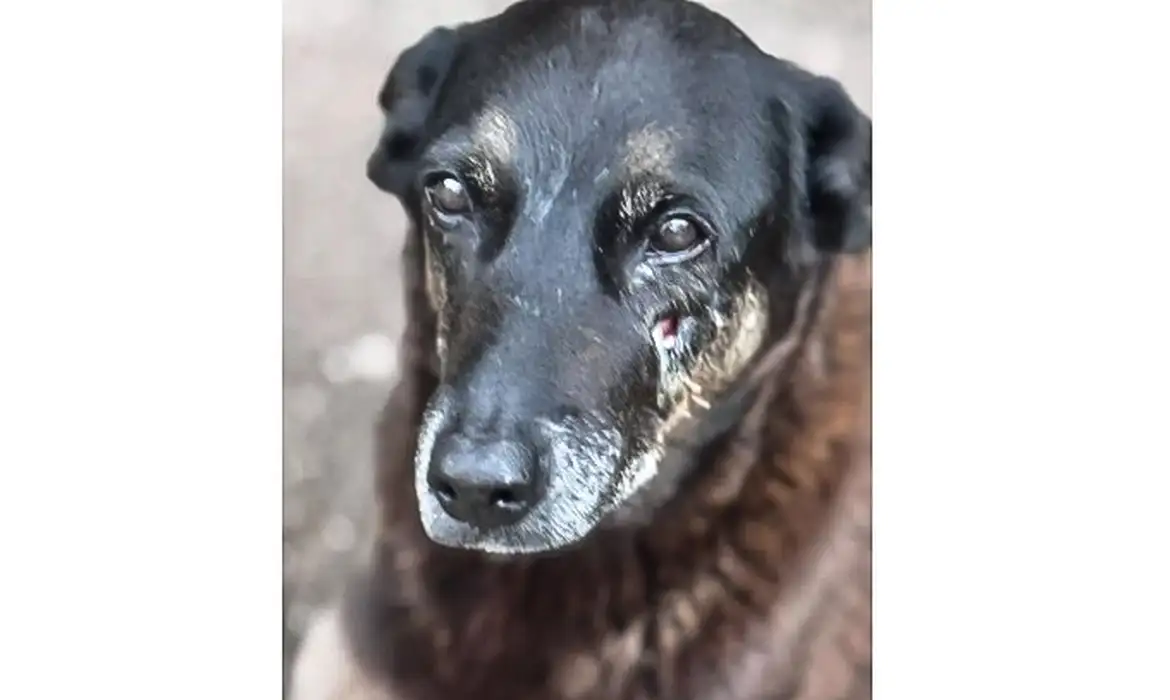 Caso Orelha: o que se sabe até agora sobre a morte do cão em SC