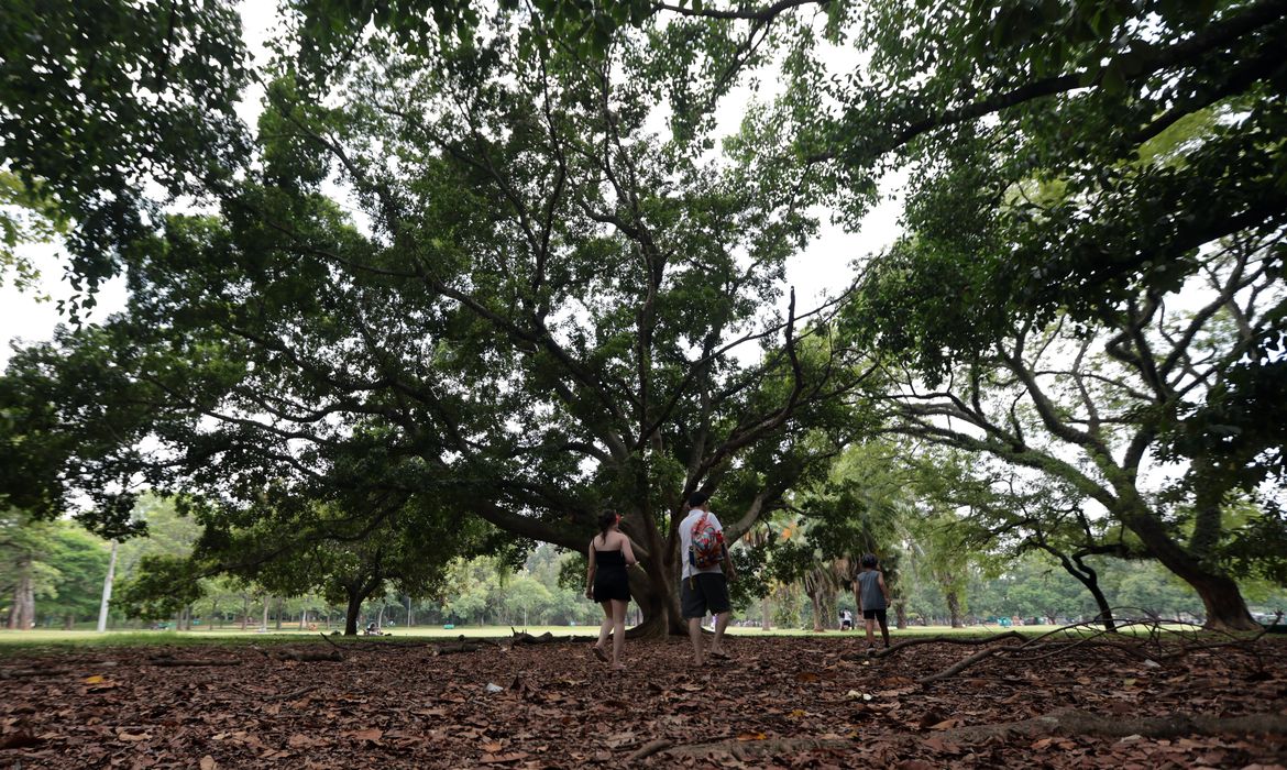 SP: três pessoas ficam feridas após árvore cair no Parque Ibirapuera